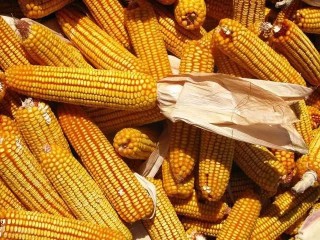 玉米又到了分叉口，究竟要往哪边走？