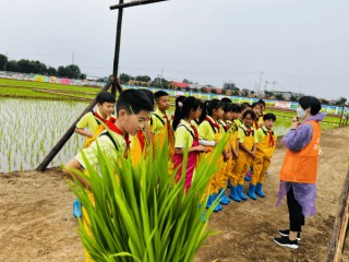 北京大兴安定镇：把课堂搬进稻田地 特色农耕文化“迎端午”