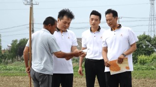 阳光财险落地江苏省首单菊花种植保险 为特色农业保驾护航