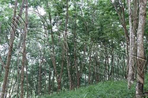 橡胶：市场震荡持续 现货库存增加影响价格走势-第3张图片