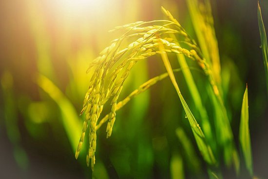 首提“农业新质生产力” 一号文件释放了哪些新信号？-第2张图片